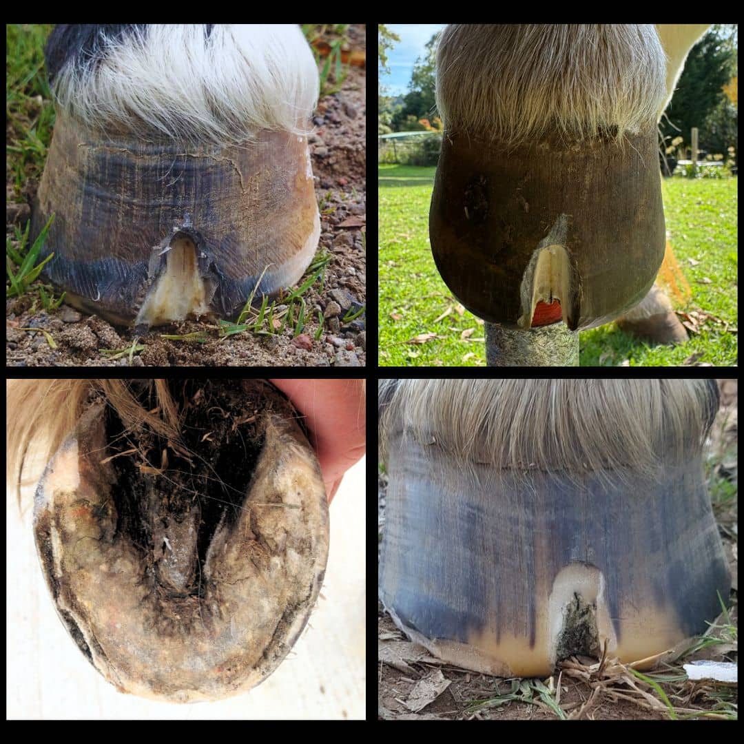 horses hoof images showing seedy toe resections and hoof wall separation