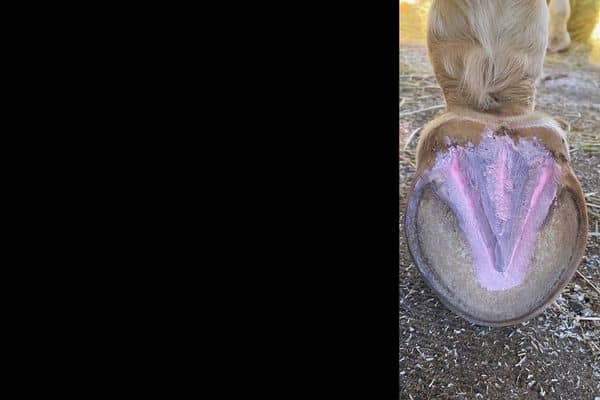 Equine hoof care horse hoof care products