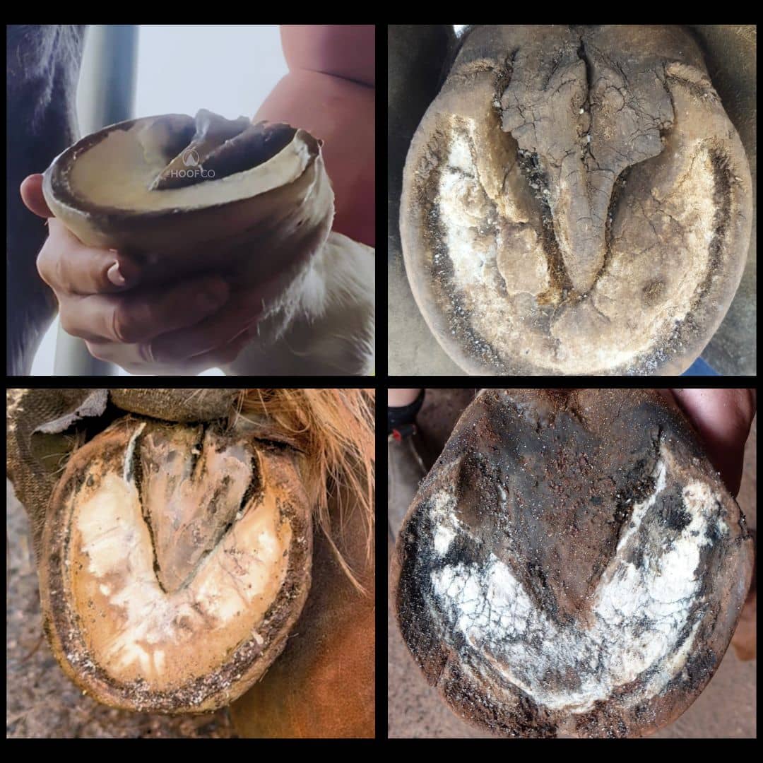 A four-panel collage showing close-up views of horse hooves, including one panel with a human hand holding a hoof and three panels showing the underside of hooves with dried debris or buildup.