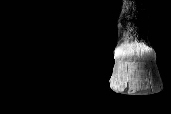 Horse hoof wall cracks