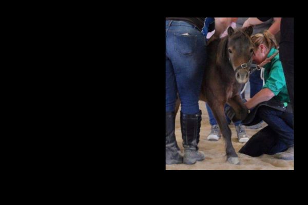 Julie Wright founder of The Hoof Co trimming a laminitic horse at a hoof care clinic in Australia