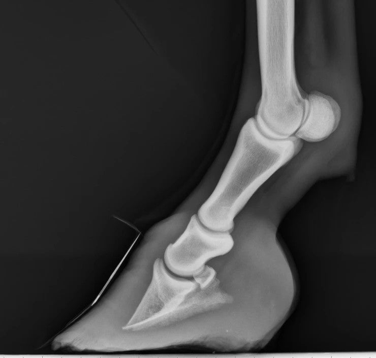 Managing laminitis in horses