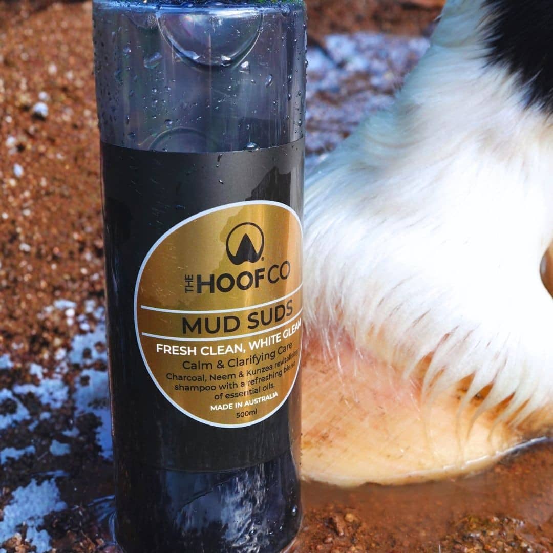 Mud Suds clarifying horse shampoo beside freshly washed bright white horse socks