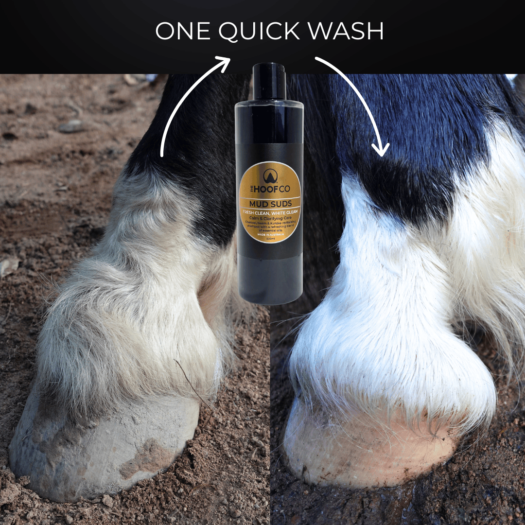 whitening shampoo for horses, white socks for horses,  charcoal shampoo for horses