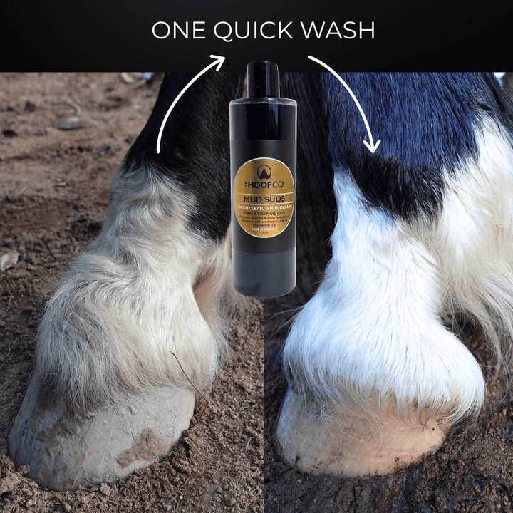 whitening shampoo for horses, white socks for horses,  charcoal shampoo for horses