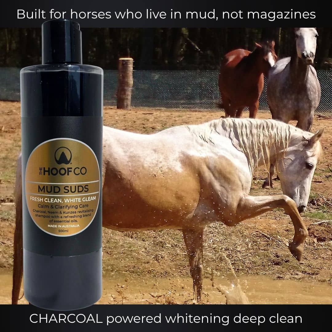 Charcoal shampoo for horses