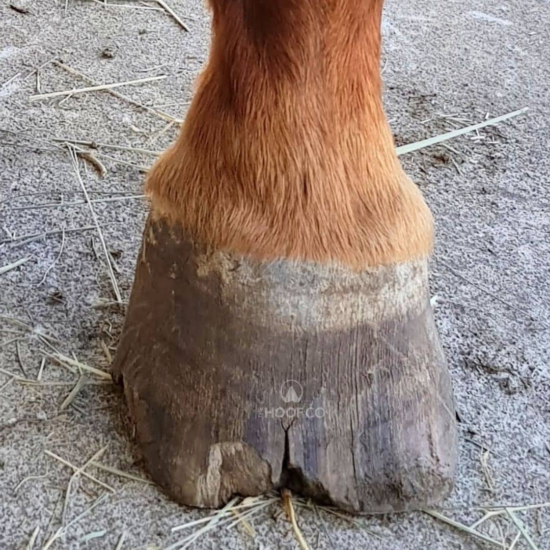 Seedy Toe invasion into the hoof capsule photo by The Hoof Co