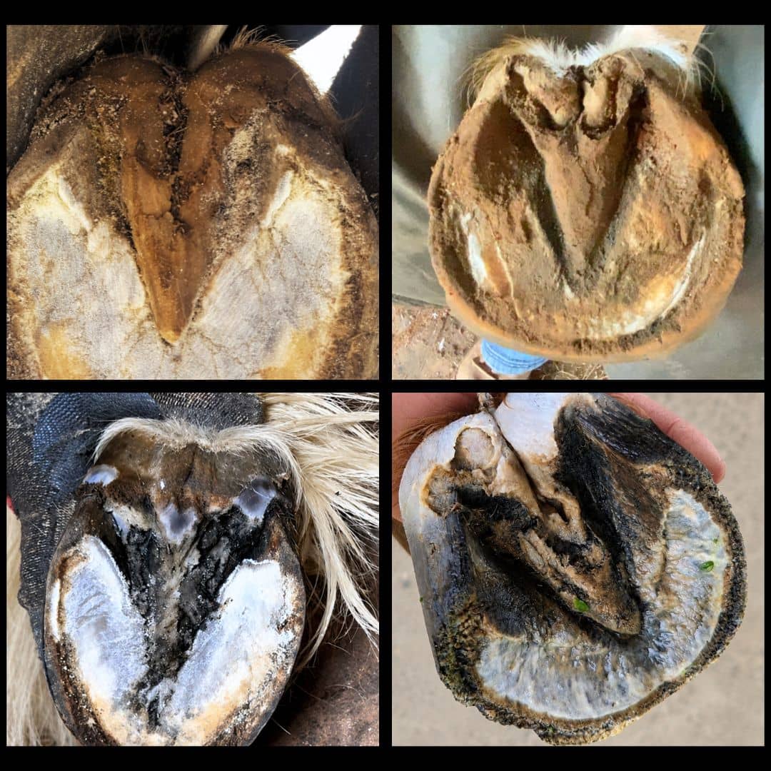 Photo showing thrush in horses hooves can vary in equine hoof