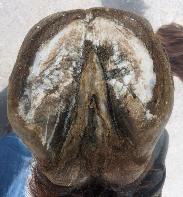 Thrush in horses hooves signs and treatments
