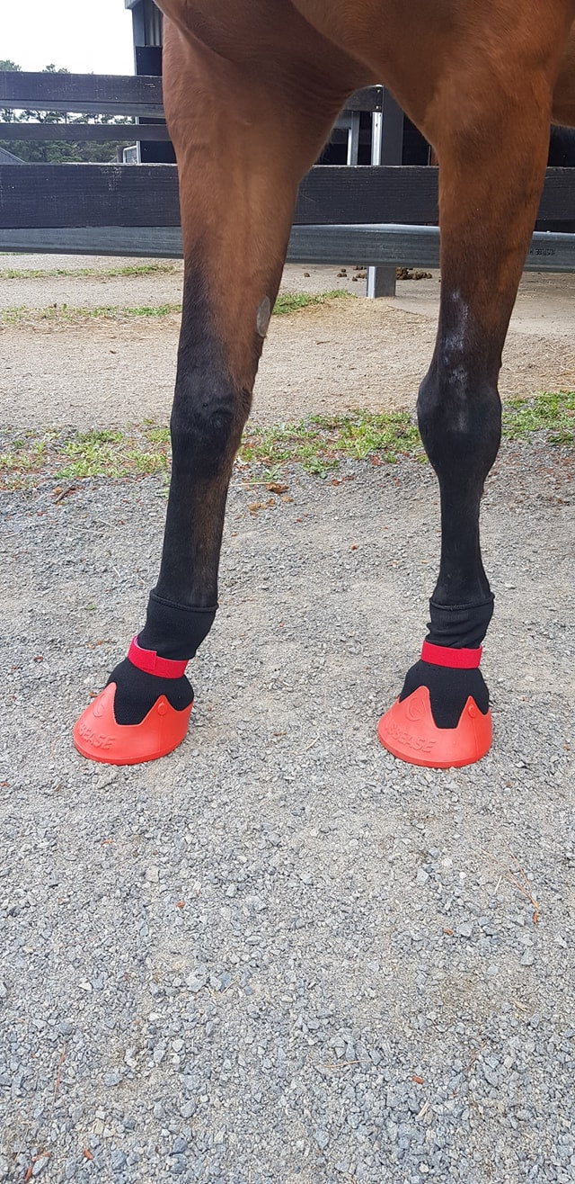 White line diseases in horses signs and treatments