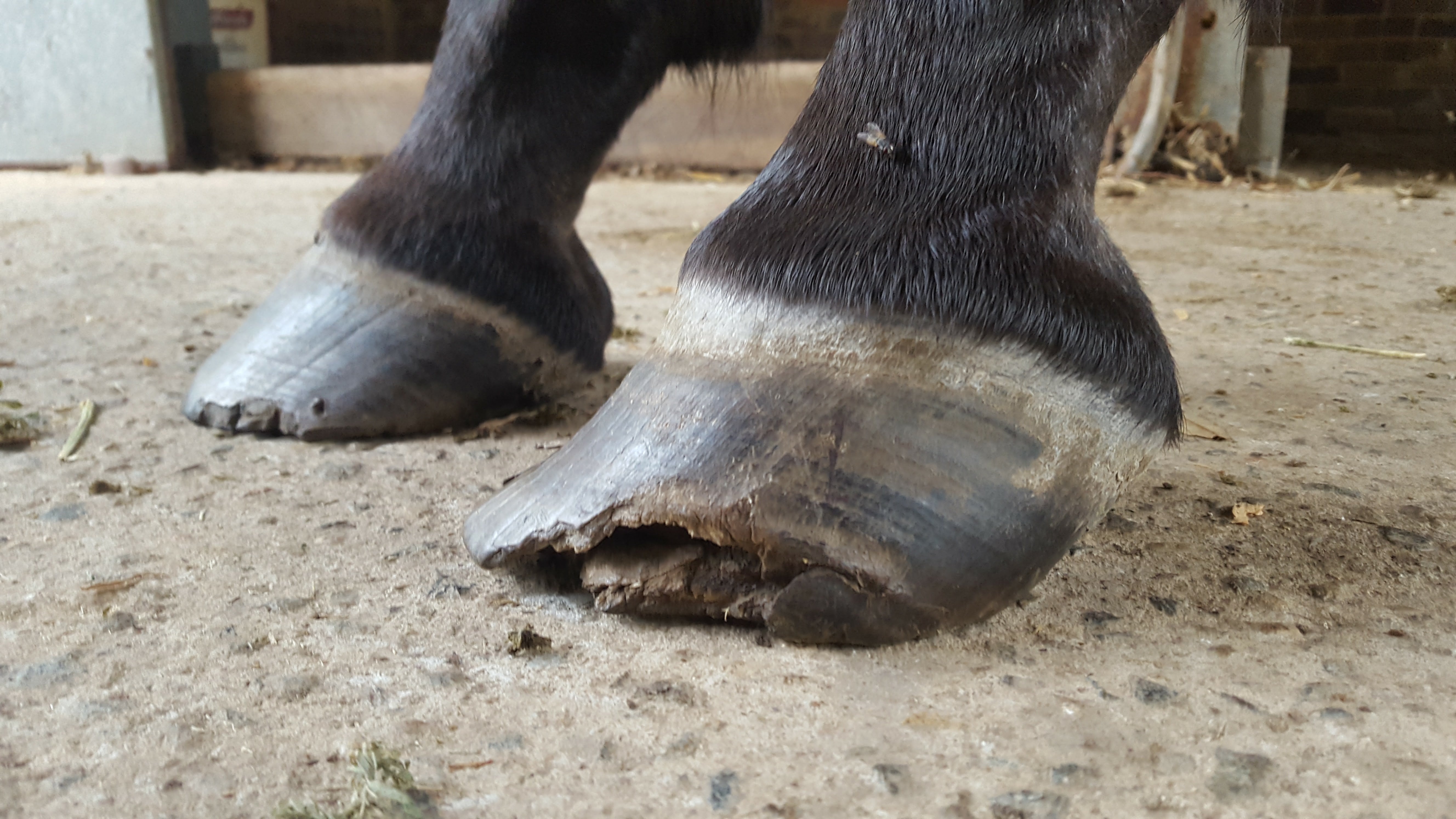 White line disease in horses hooves