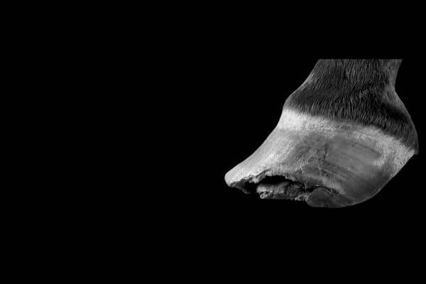 White line disease in horse hooves