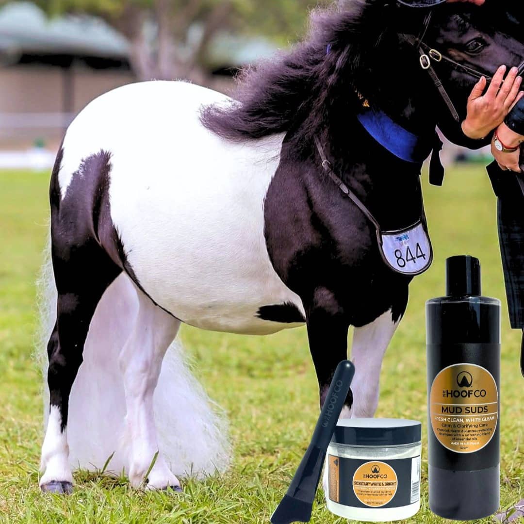 White & Bright horse grooming bundle used on this pony with Mud Suds clarifying shampoo, Soxstar whitening powder and applicator brush