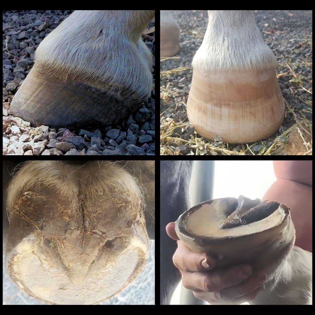 views of a horse hoof for maintenance.