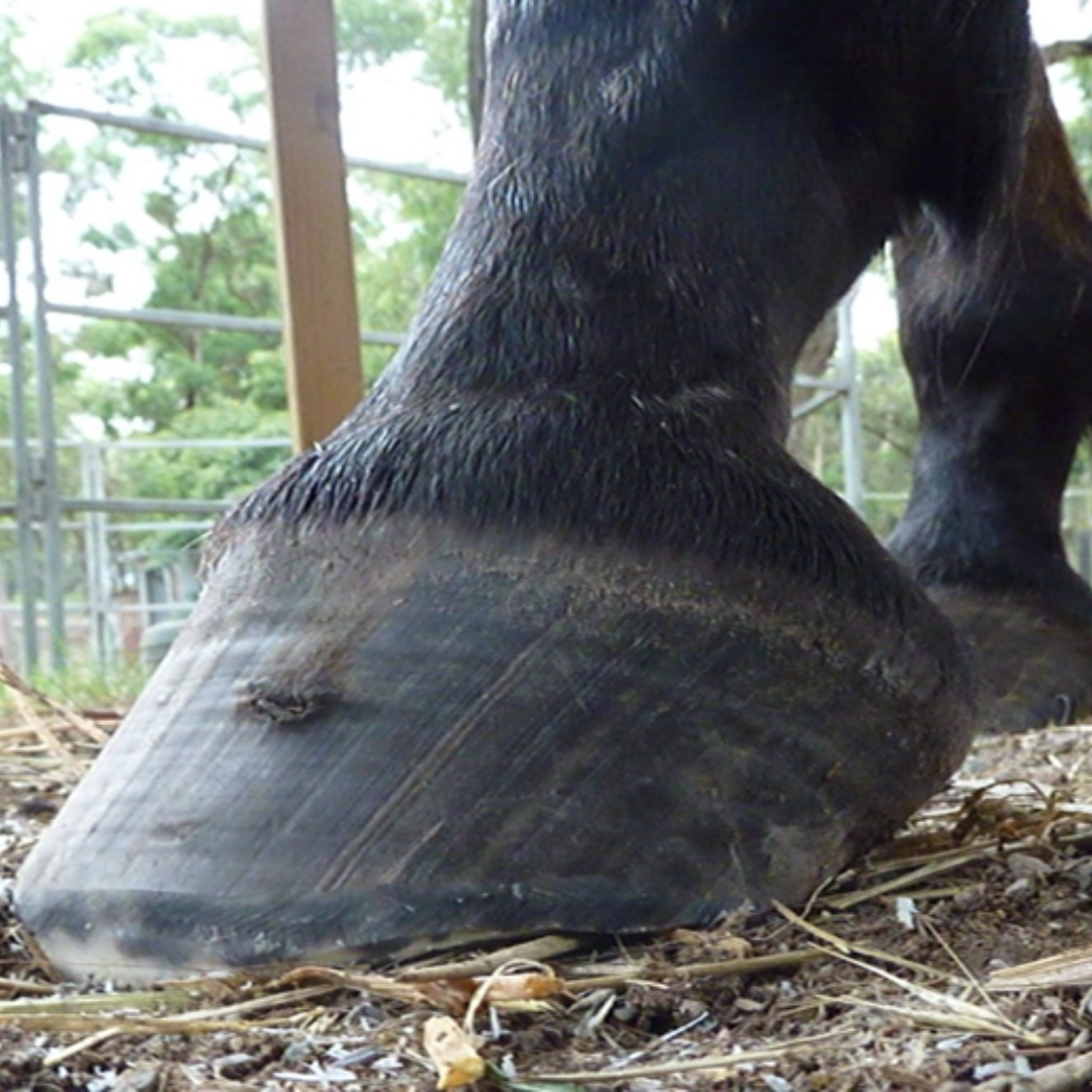 Horses hoof with abscess exit in hoof wall