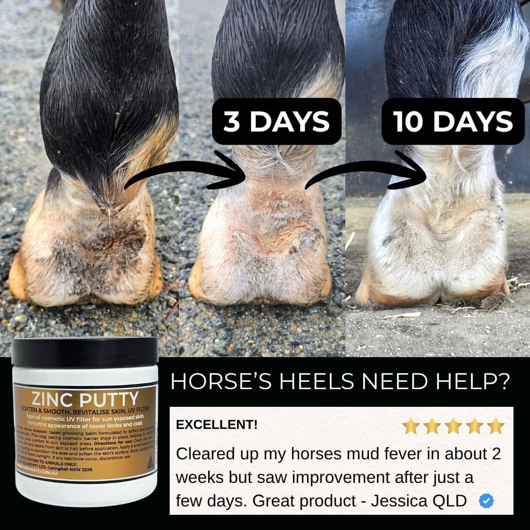 Zinc putty applied to horse hoof with greasy heel