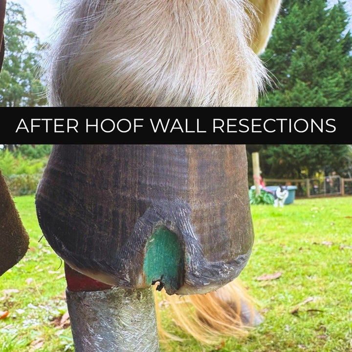 Hoof wall resection with Beeswax Blue Balls hoof wax applied