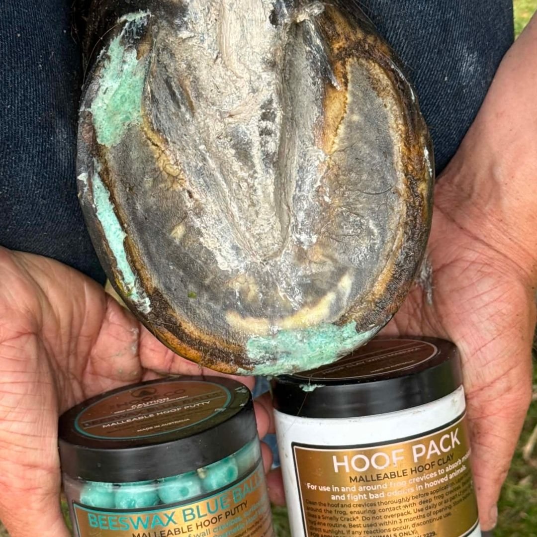 Horse hoof sole with wax in the white line beside jars of Beeswax Blue Balls and Hoof Pack Clay