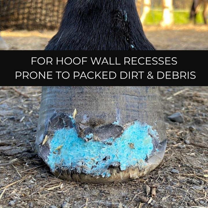 Beeswax Blue Balls hoof wax packed into a hoof wall recess prone to dirt and debris