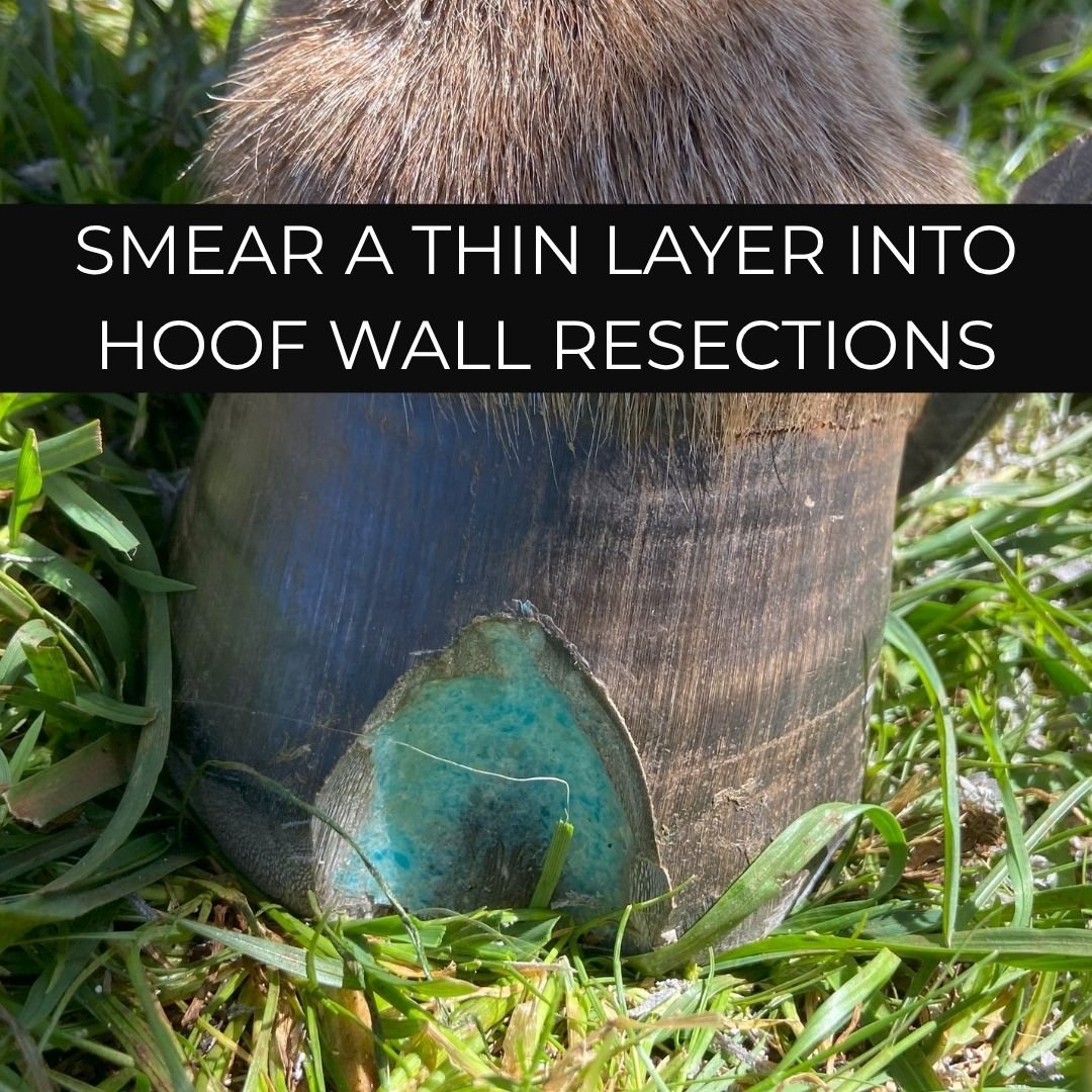 Thin layer of Beeswax Blue Balls hoof wax smeared into a hoof wall resection outdoors