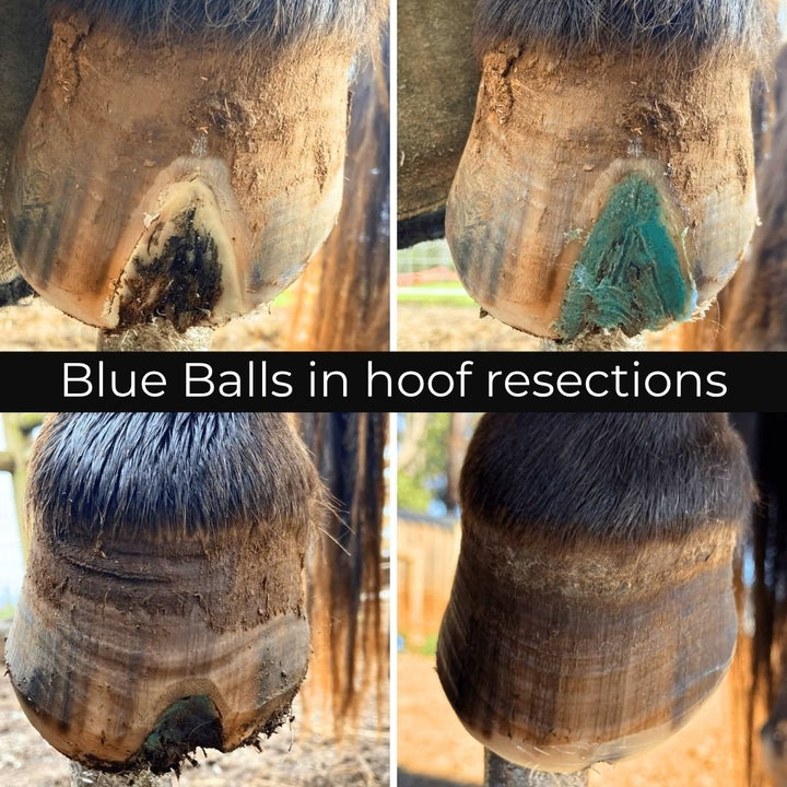 Four photo before and after of Beeswax Blue Balls hoof wax in hoof wall resection