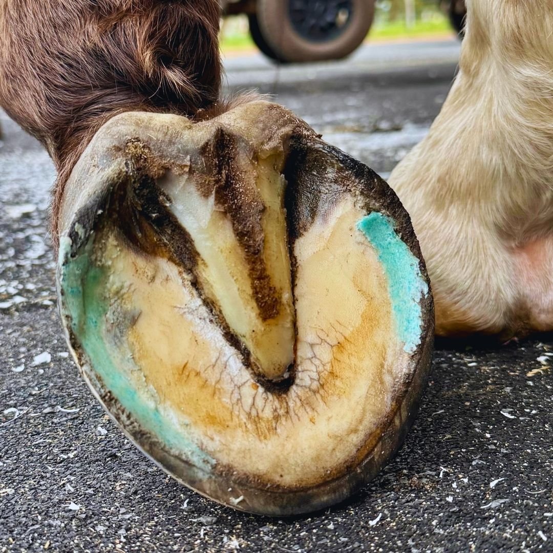 Close-up of a horse hoof sole with Beeswax Blue Balls hoof wax in a resection