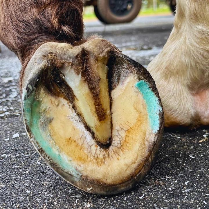 Close-up of a horse hoof sole with Beeswax Blue Balls hoof wax in a resection