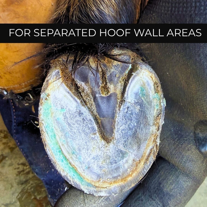Beeswax Blue Balls hoof wax smeared into a separated hoof wall area for repair