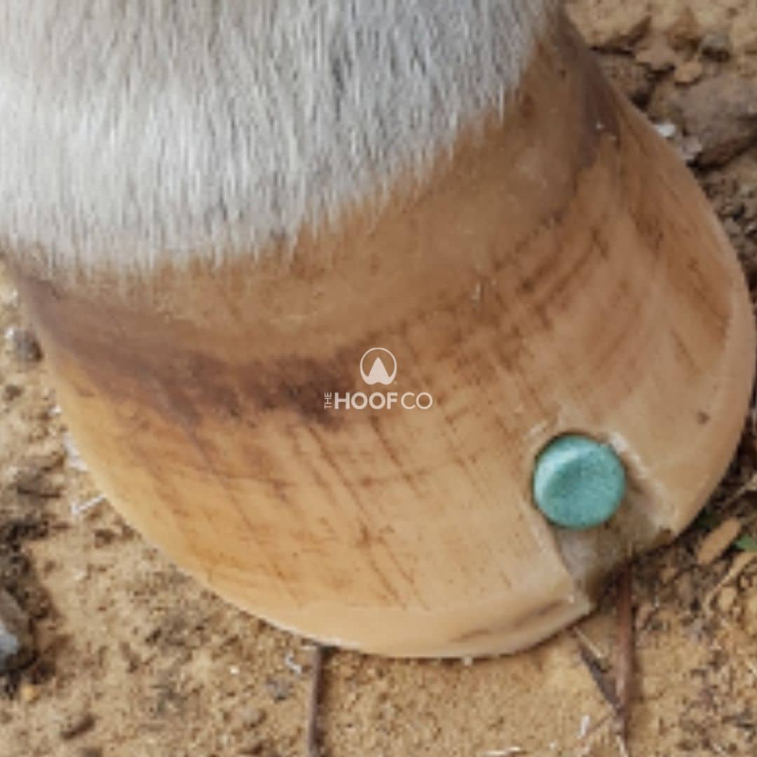 Beeswax Blue Ball positioned in a professionally prepared hoof wall recess at the toe of a pony's hoof.