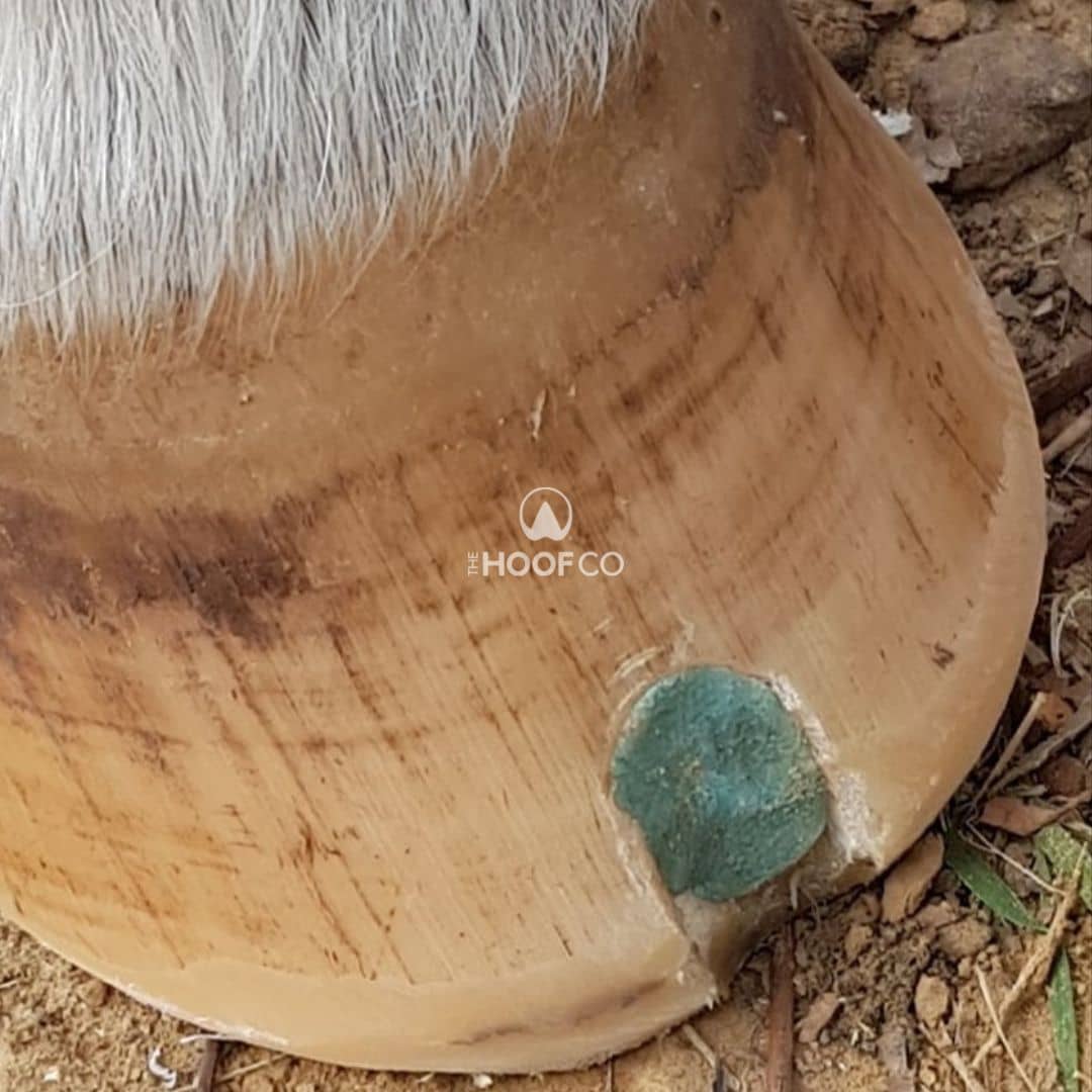 Blue beeswax ball smeared into a professionally prepared hoof wall recess on a pony's hoof for ongoing hoof hygiene.