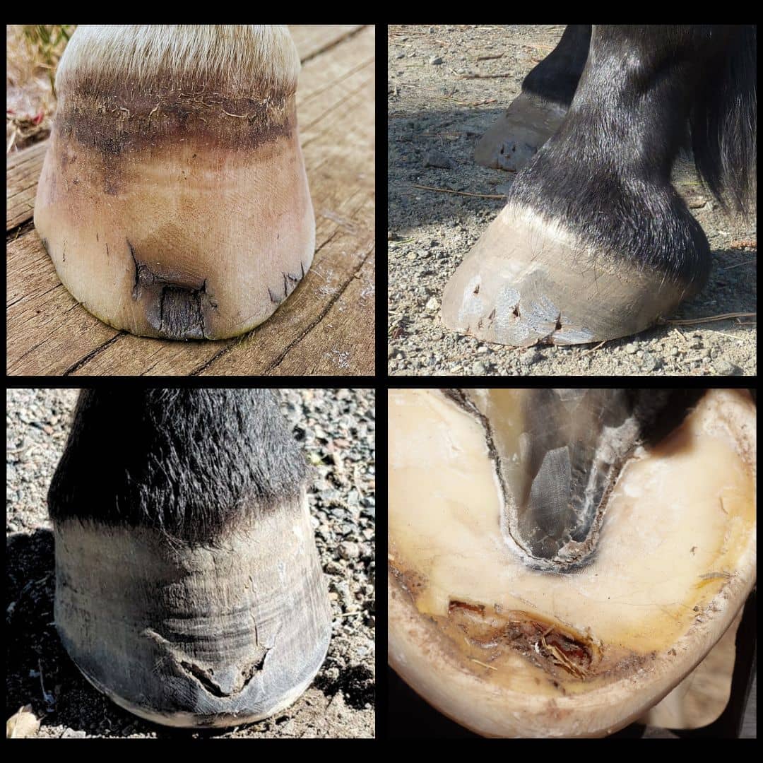 collage showing different views of a horse's hoof and sole, highlighting hoof cracks, fissures, and dry, damaged areas on equine hoof