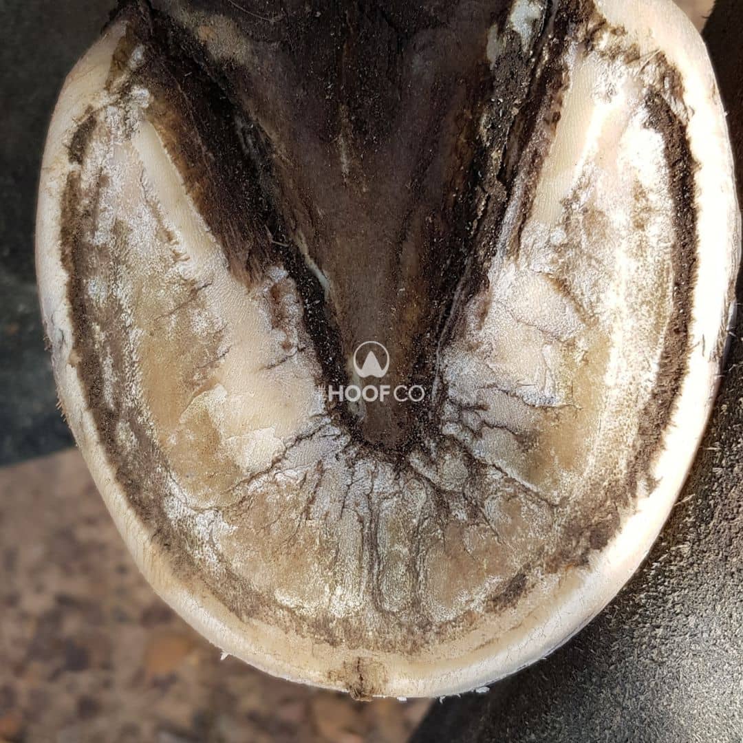 Early seedy toe and stretched white line identified during a horse's maintenance hoof trim