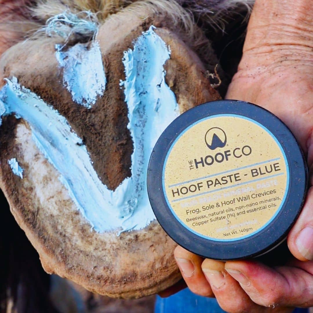 Hoof Paste Blue mineral barrier applied to horse hoof sole and frog