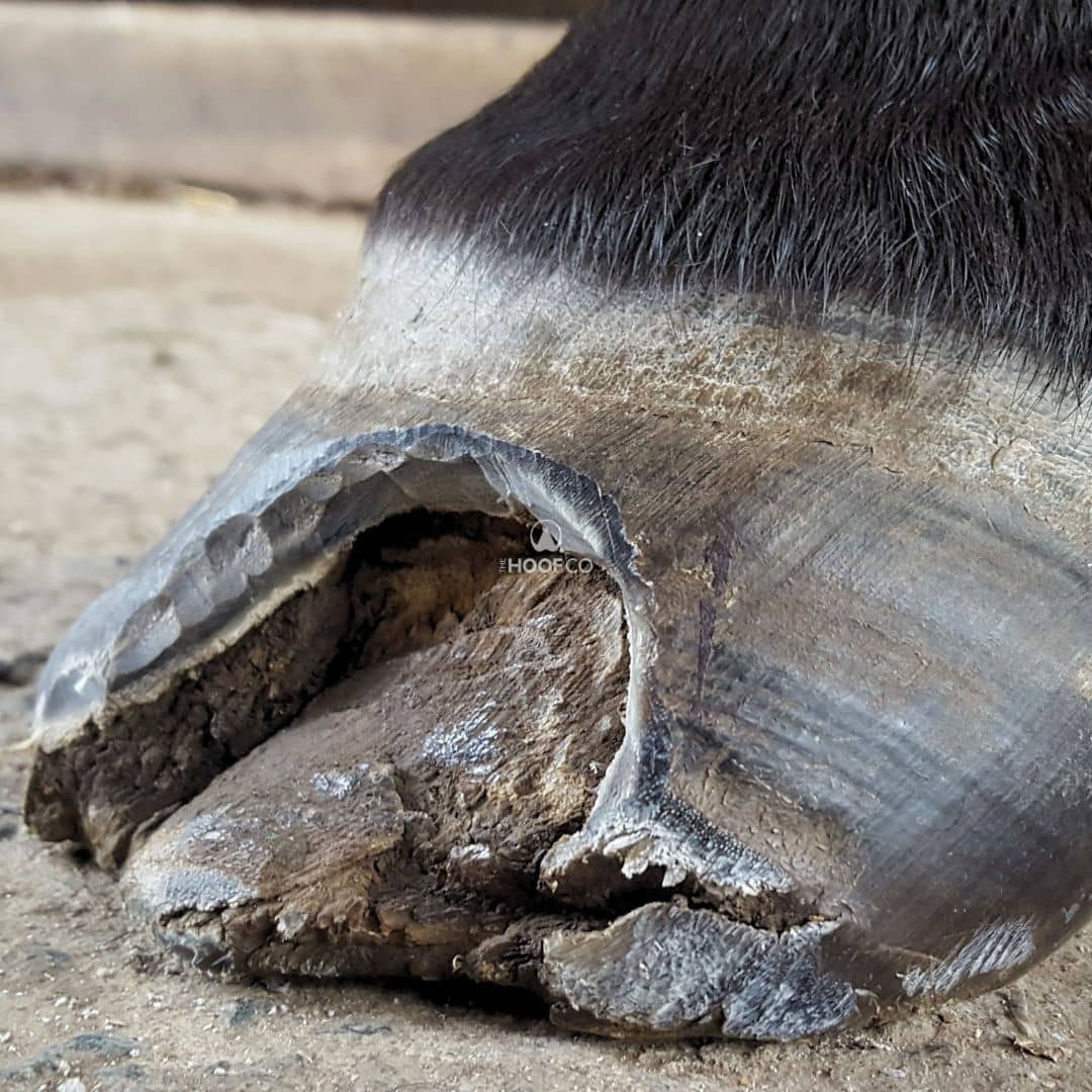 Extensive lateral hoof wall resection in the quarter of a horse's hoof, exposing separation associated with seedy toe and white line disease.