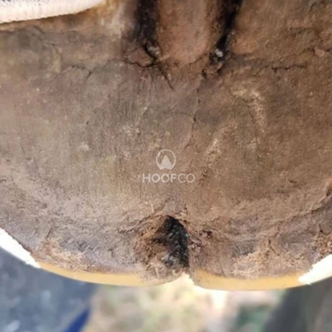 Seedy toe hole visible in the white line at the toe of a horse's hoof