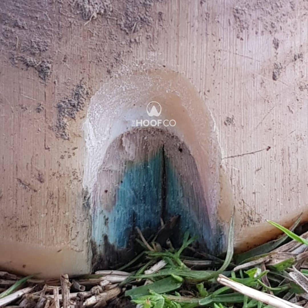 Blue wax staining visible within a previously resected seedy toe cavity during a follow-up hoof inspection.