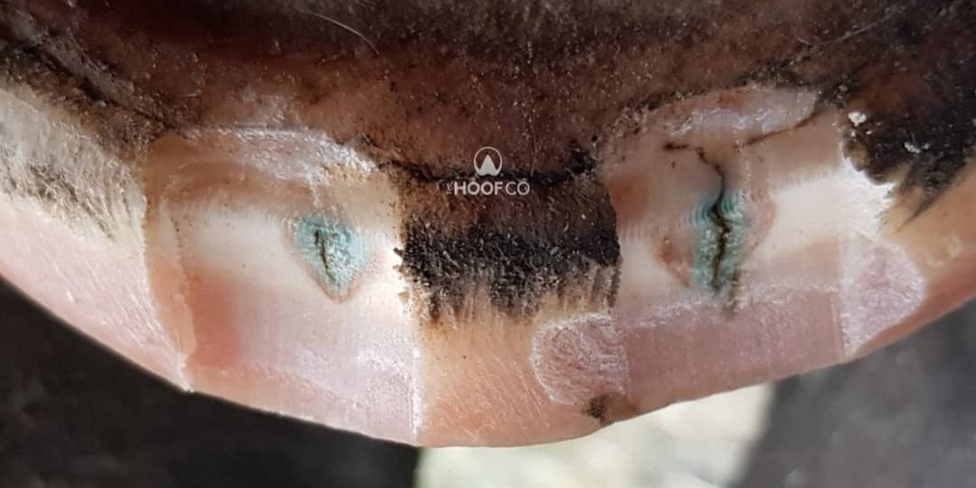 Follow-up hoof trim showing changes in the previously resected seedy toe area as new hoof wall grows down.