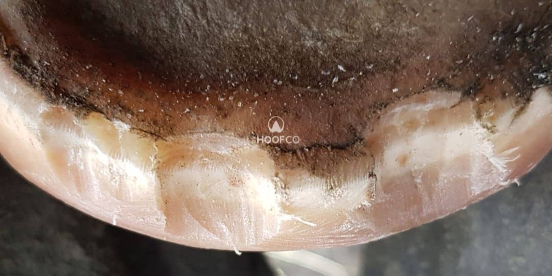 Later stage of hoof wall growth in a horse previously affected by seedy toe, showing changes in the resected area.