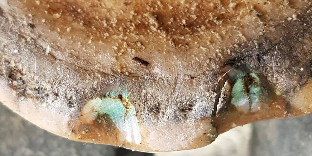 Seedy toe in a horse's hoof showing an area of hoof wall separation exposed during professional resection