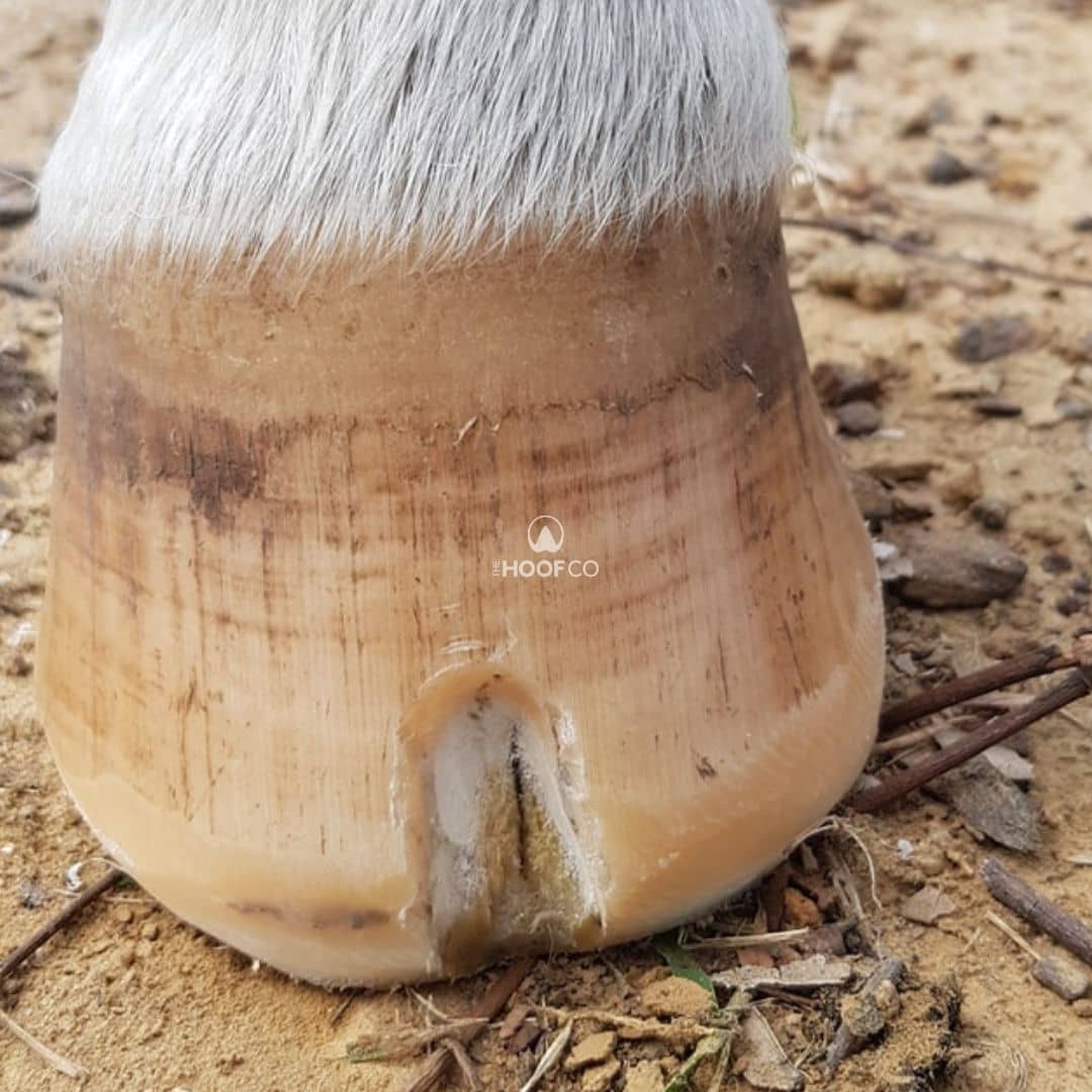 Front view of a pony's hoof during seedy toe resection showing a dark line extending upwards inside the hoof wall.