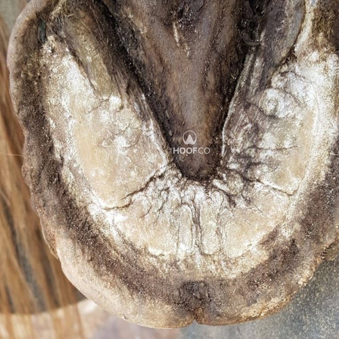 Underside of a pony's hoof showing seedy toe at the white line around the toe before professional resection.
