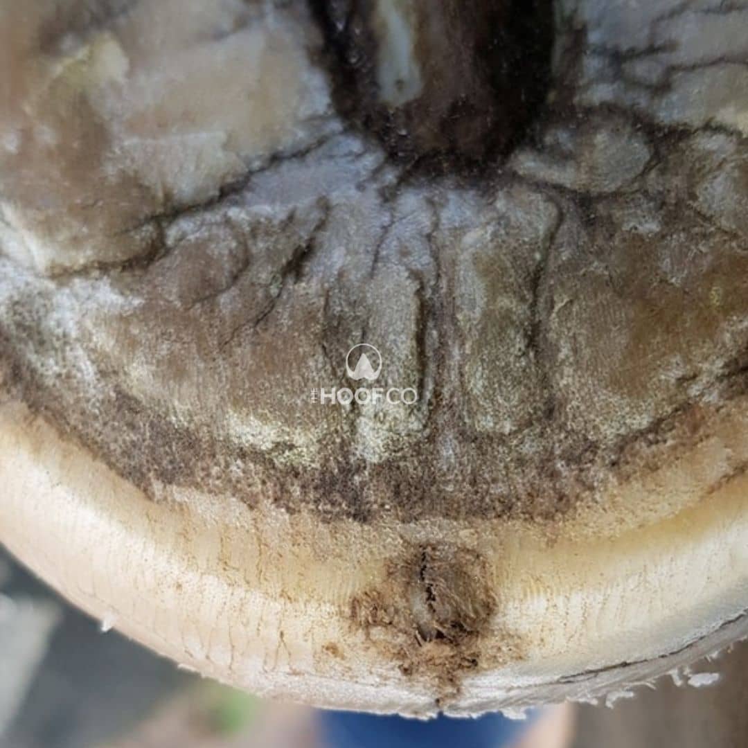 Close-up of seedy toe in a pony's hoof showing a dark opening and irregular hoof material at the white line near the toe.