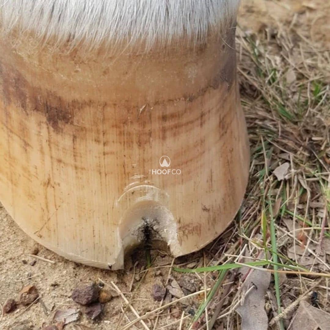 Initial hoof wall resection at the toe of a pony's hoof revealing a larger internal area of seedy toe.