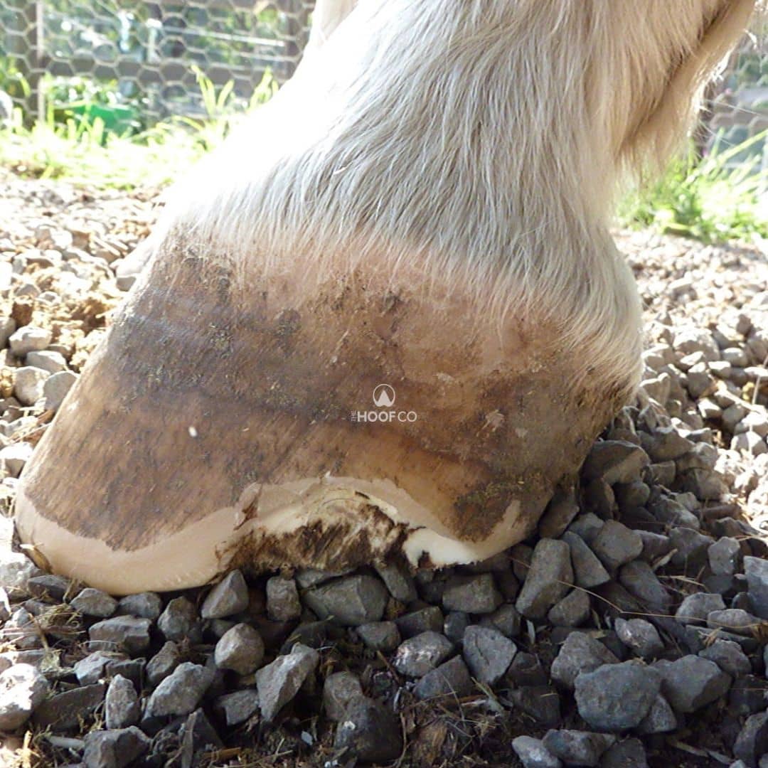Small lateral hoof wall resection in the quarter of a horse's hoof, showing separation associated with white line disease.