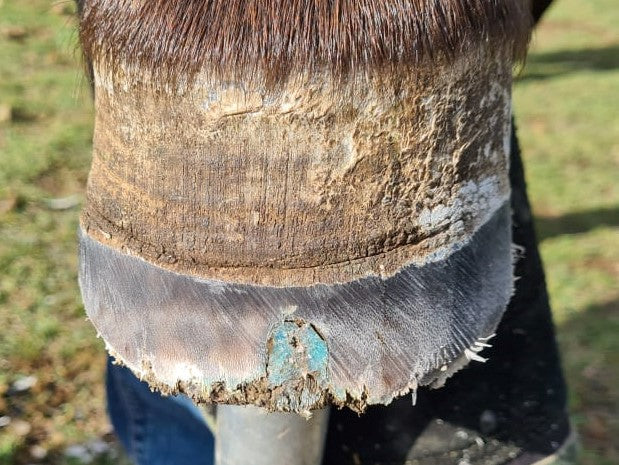 Beeswax Blue Balls seedy toe treatment for horses, applied directly to hoof cracks and separation for targeted hoof care